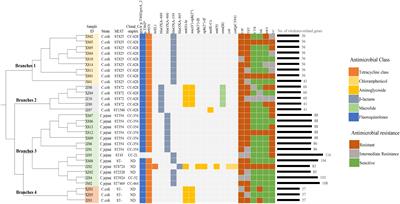 Genetic characteristics, antimicrobial susceptibility, and virulence genes distribution of Campylobacter isolated from local dual-purpose chickens in central China